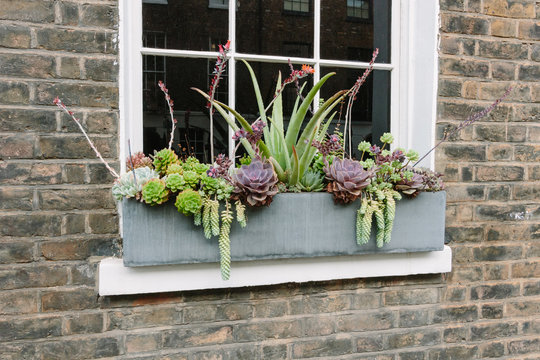 Fototapeta Windowsill box succulent garden in London