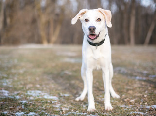 A Labrador Retriever mixed breed dog standing outdoors wearing a black collar