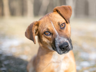 A mixed breed puppy listening with a head tilt