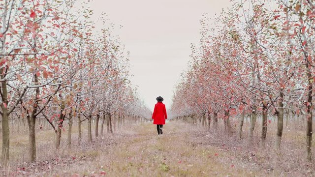 Woman in red coat walking alone between trees in apple garden at autumn season. Girl goes ahead away from camera. Minimalism, travel, nature concept