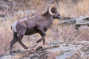 Colorado Rocky Mountain Bighorn Sheep