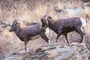 Colorado Rocky Mountain Bighorn Sheep