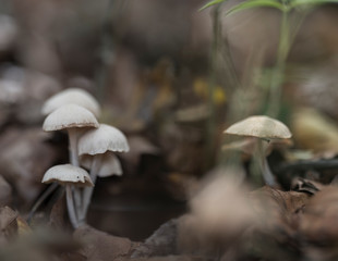Mushrooms