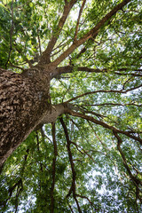 Fototapeta premium Blick in die grüne Baumkrone einer Eiche