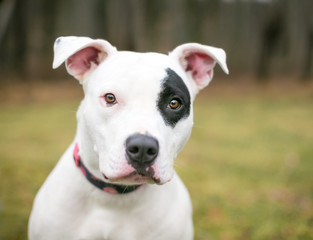 A white Pit Bull Terrier mixed breed dog with a black patch of fur over its left eye