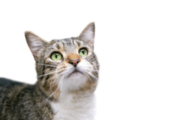 Fototapeta na wymiar A domestic shorthair cat with tabby markings and green eyes