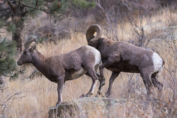 Colorado Rocky Mountain Bighorn Sheep