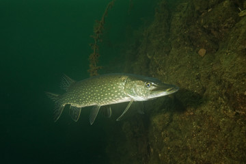 Fototapeta premium northern pike, esox lucius, czech dive