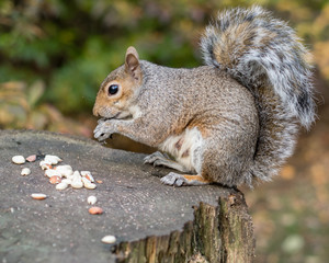 Eastern Grey Squirrel Feeding on Seeds and Nuts