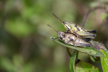 Saltamontes en apareo