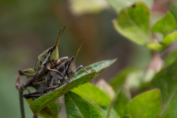 Saltamontes en apareo