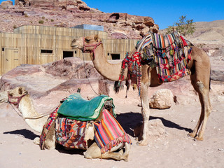 two camels in the dessert for the tourists