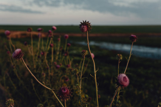 Nodding Thistle Plant