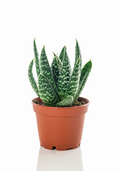 Little dotted succulent plant on white background