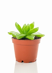 Green succulent plant in brown pot on white background