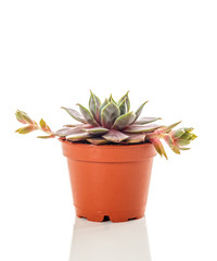 Little hens and chicks succulent plant on white background