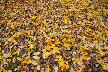 Golden Autumn Fall Leaves