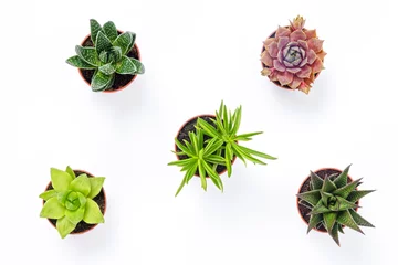 Fototapete Pflanzen Mini-Sukkulenten isoliert auf weißem Hintergrund