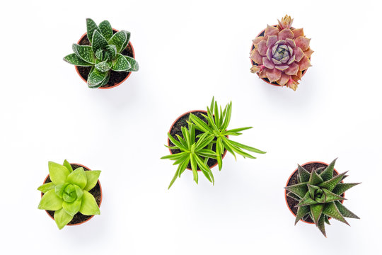 Mini succulent plants isolated on white background