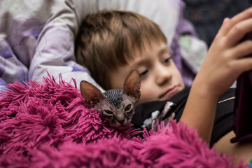 Obraz premium A little boy with a bald cat Sphinx lie in bed under a red blanket and look at the tablet