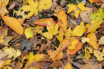 Golden Autumn Fall Leaves