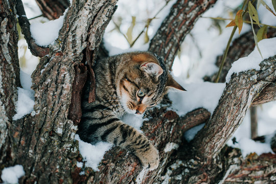 Striped kitten in tree