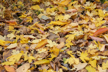 Golden Autumn Fall Leaves