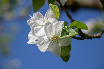 Fototapeta premium apfelblüte