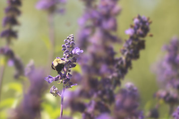 bee on flower