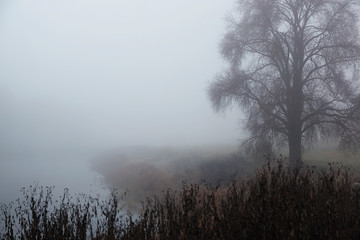 Autumn park. Park in the fog. A misty morning fog in the park.