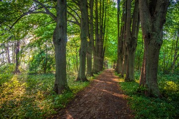 Obraz premium GERMANY, SCHAALSEE. A beautiful alley of berch trees run along the lake Schalsee in the eastern part of Germany