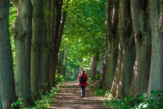 GERMANY, SCHAALSEE, ZARRENTIN . Woman walking alone along a beech tree alley at lake Schaal in eastern Germany