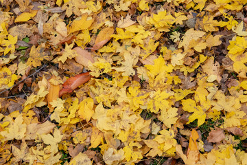 Golden Autumn Fall Leaves