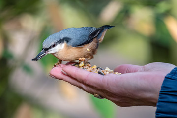 Naklejka premium Hand Feeding a Nuthatch
