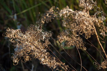 Dry flower of fireweed (Chamerion angustifolium)