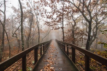Foggy Autumn walkway