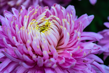 Autumnal flowers background