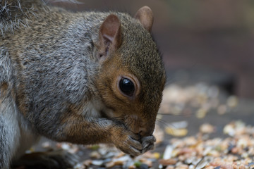 Eastern Grey Squirrel