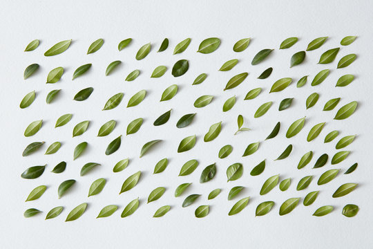 Green little leaves represented over white background