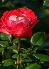 Fototapeta premium Beautiful roses in a flower bed in the Mikhailovsky garden.