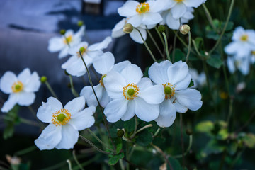 White Anemone or thimbleweed windflower in bloom outdoor