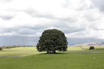 Oak Tree in the Yorkshire Dales - 232546822
