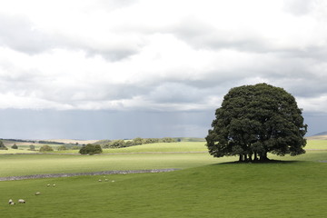 Oak Tree in the Yorkshire Dales - 232546879