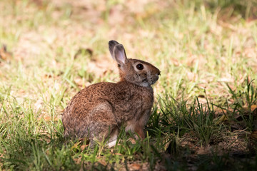 Cottontail Bunny