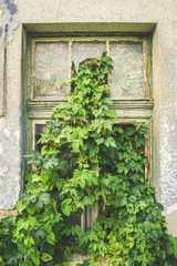 Nature always wins. Wall plant with green leaves breaking the windows of an old house  in Pezinok. Near Bratislava. Slovakia.