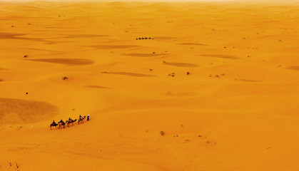 Camel caravan in Sahara desert Merzouga, Morocco