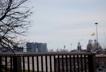 Naklejka premium owl in city