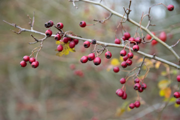 Fototapeta na wymiar Autumn Fall red berries