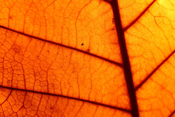 Macro view of an autumn tree leaf