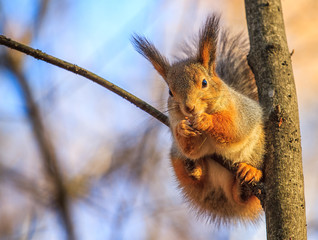 autumn squirrel with a nut